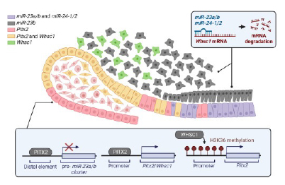 microRNAs